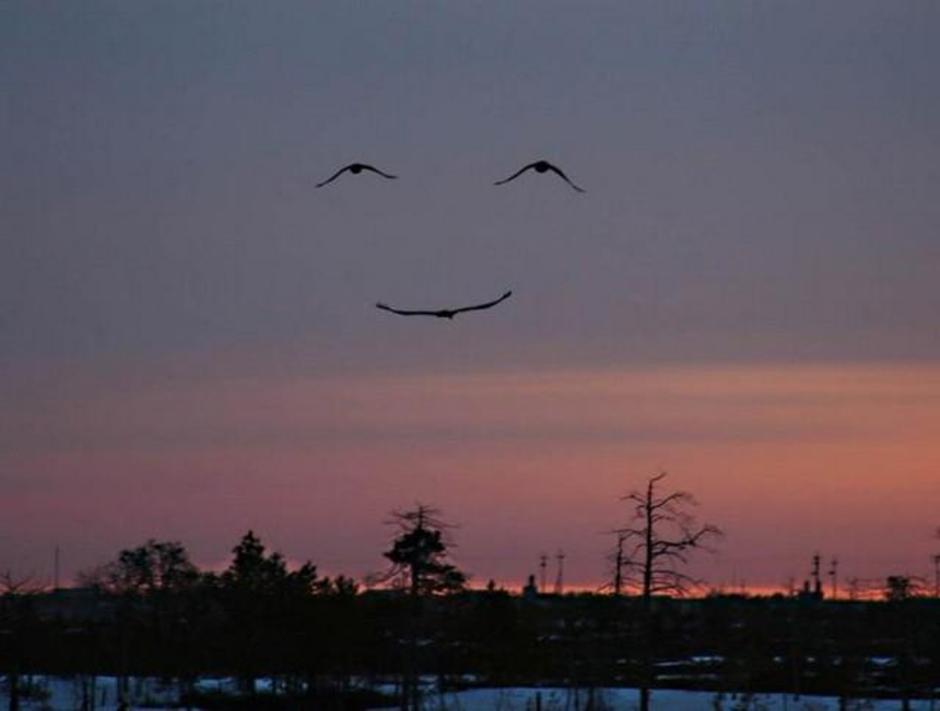 Smiling_Birds.jpg