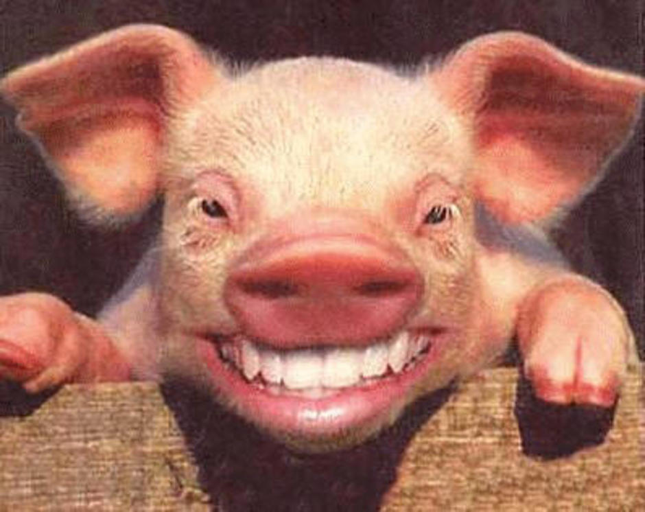 http://gotoknow.org/file/chiew-buncha/smiling_pig.jpg