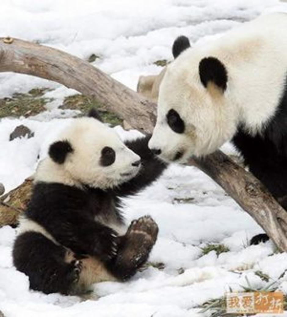 Panda-Mom.jpg